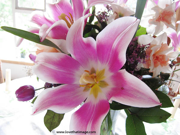 tulip-bouquet-4010.jpg