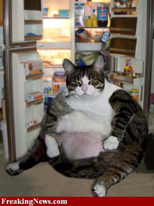 Fat-Cat--14.jpg