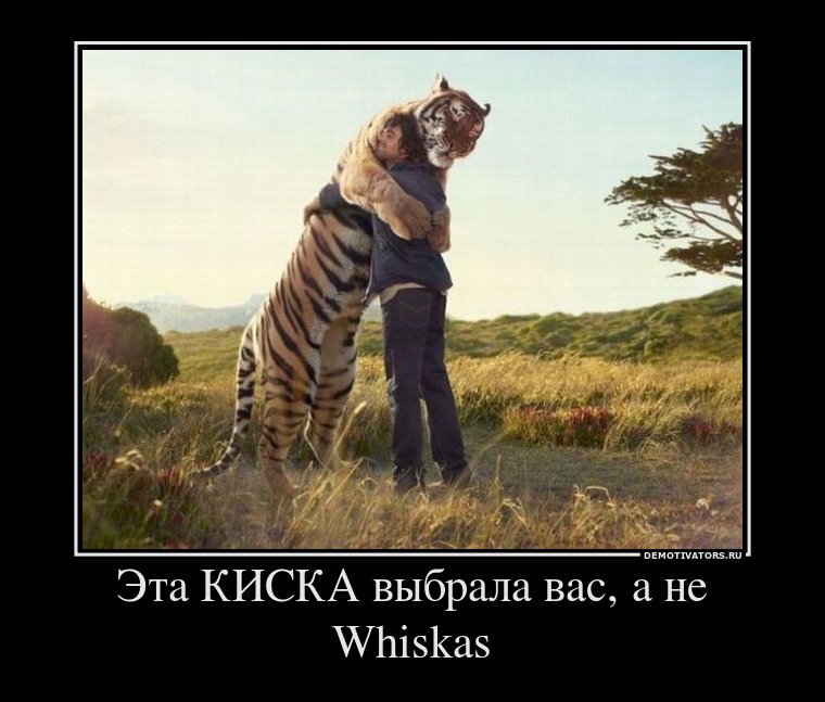 191315_eta-kiska-vyibrala-vas-a-ne-whiskas_demotivators_ru.jpg