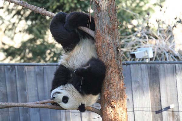 панда на корпоротиве