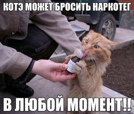 DRUG-ADDICT-CAT1.jpg