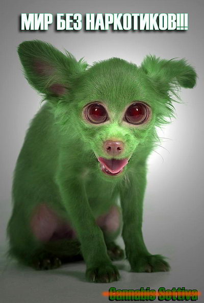 зеленая собака.jpg