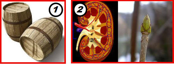 Картинка бочка почка