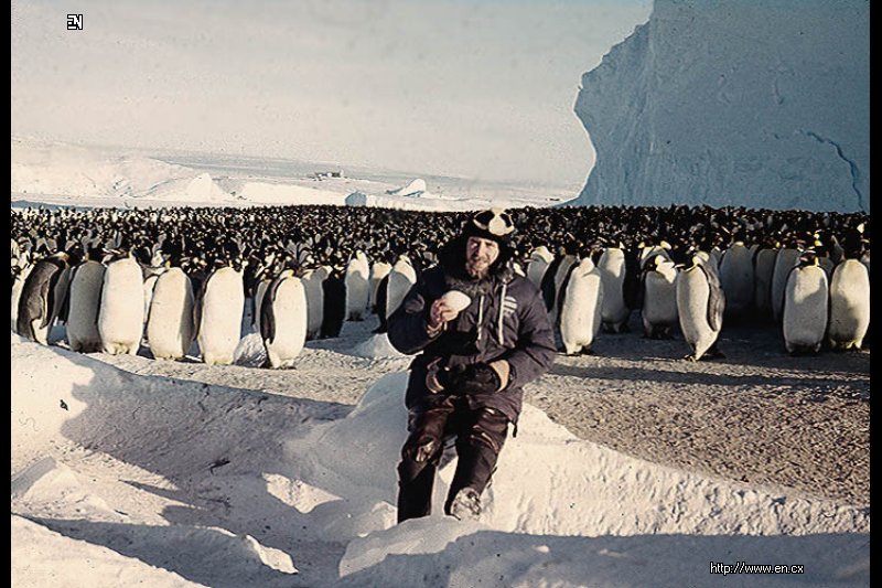 Поднимать пингвинов в антарктиде вакансии. Антарктида переворачиватель пингвинов. Переворачиватель пингвинов профессия. Человек Пингвин. ПОДНИМАТЕЛЬ пингвинов профессия.