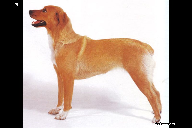 Порода собак без хвоста с рождения фото