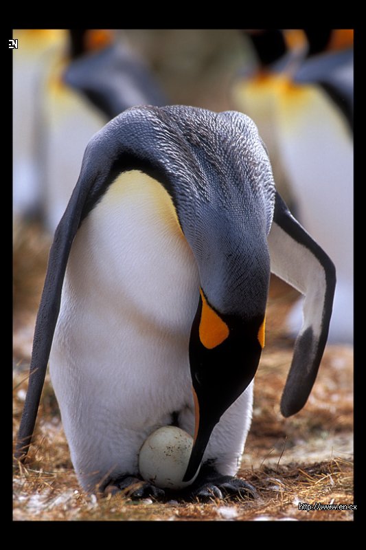 Где высиживают яйца. Императорский Пингвин высиживает яйцо. Императорский Пингвин высиживание. Пингвины высиживают яйца самец. Императорский пингвины высиживают яйца самец.