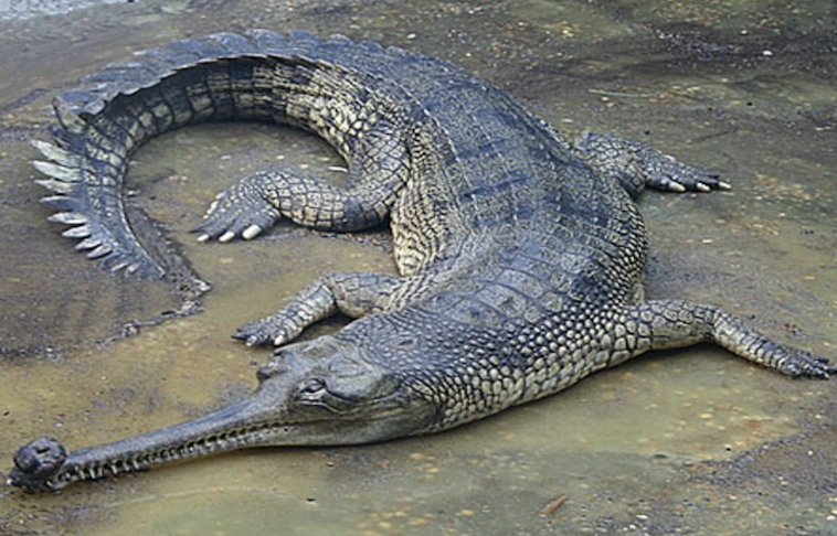 Крокодил млекопитающее или нет. Гангский гавиал. Гавиаловый крокодил. Крокодил в природе. Картинки крокодилов.