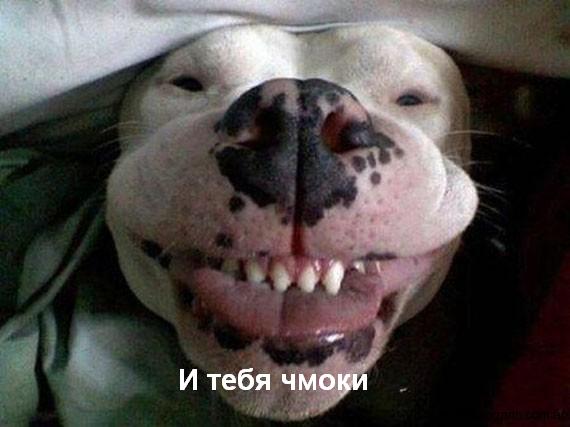 1307992439_imagenes-graciosas-de-perros-37.jpg