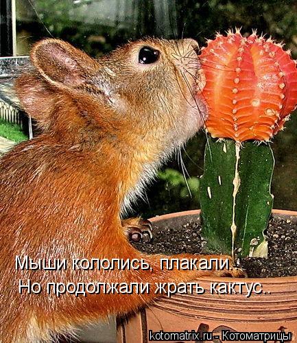мышки.jpg