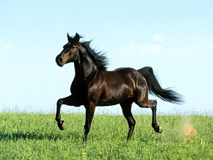 animal1.jpg