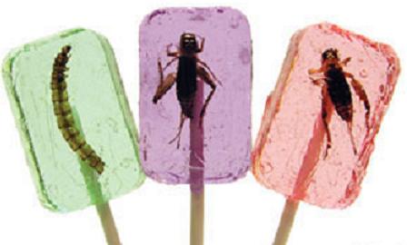 insect-lollipop1.jpg