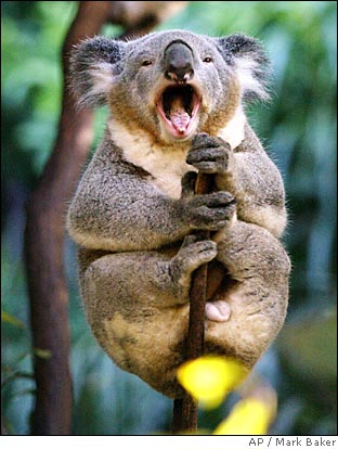 koala1.jpg