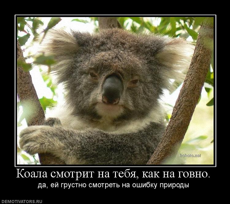 500295_koala-smotrit-na-tebya-kak-na-govno.jpg