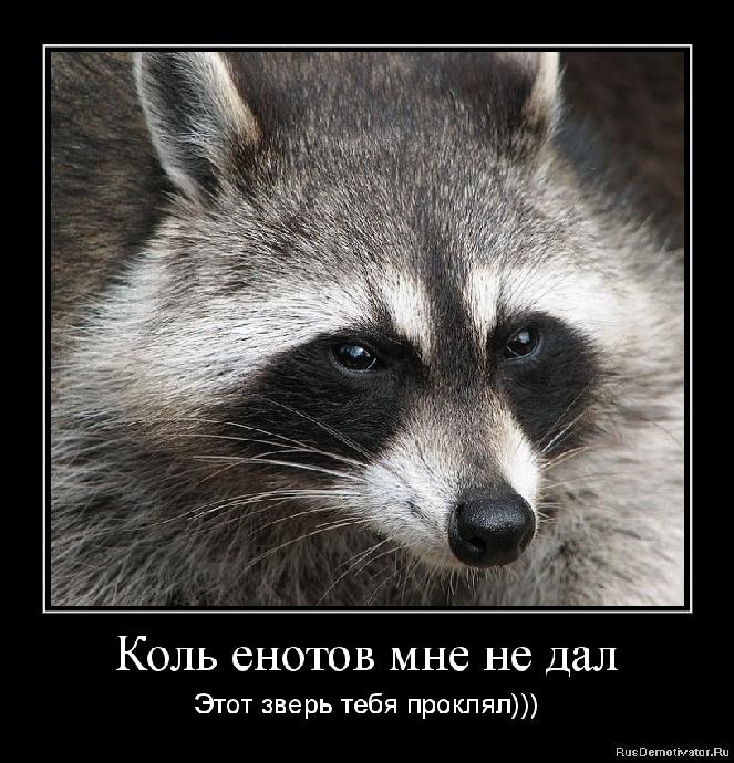 711px-raccoon_procyon_lotor_2photobydarkone-wc.jpg
