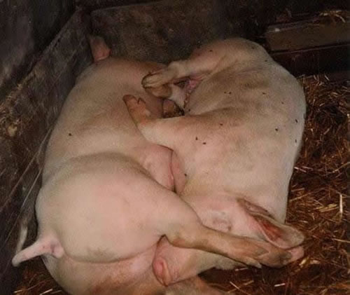 a.aaa-and-69-pigs-love.jpg