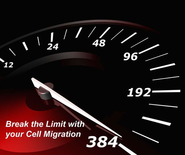 cellmigration384_bottom.jpg