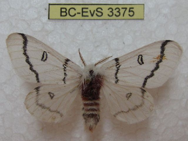 BC-EvS_3375+1415973324.jpg