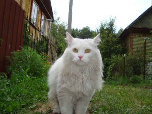 dacha4.jpg