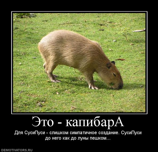 142299_eto-kapibara.jpg