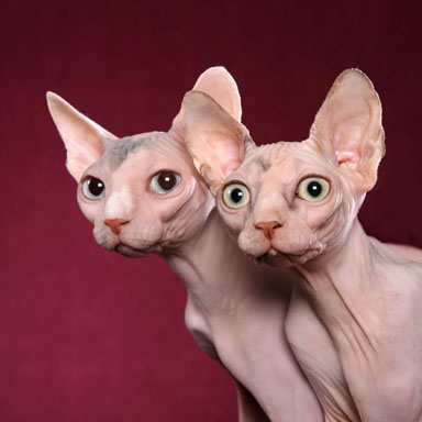 sphynx-cat-6.jpg