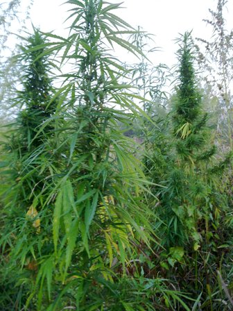 Оргам как видите не до форумов :) 