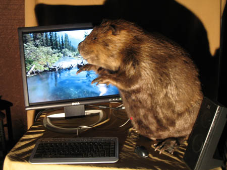 beaver-in-action.jpg