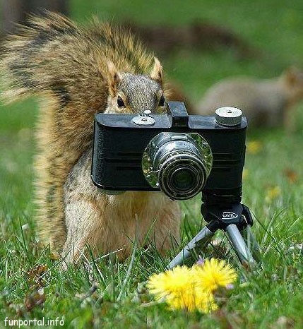 photo_belka.jpg