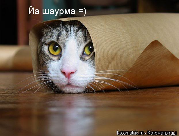 Шаурма.jpg