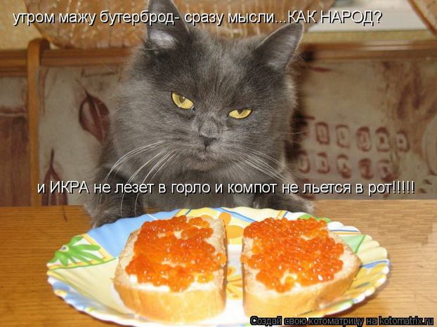Киса.jpg