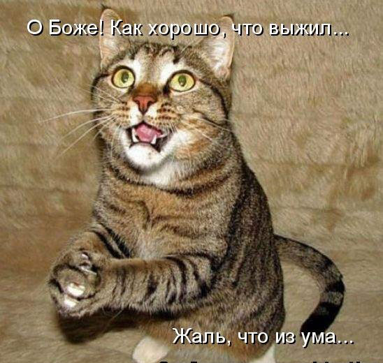 киса.jpg