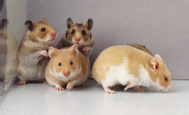 hamsters.jpg