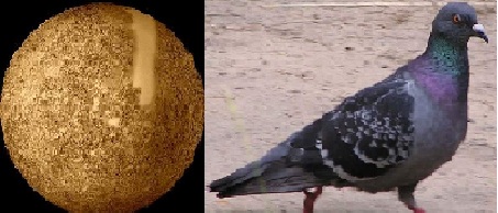 forum.jpg