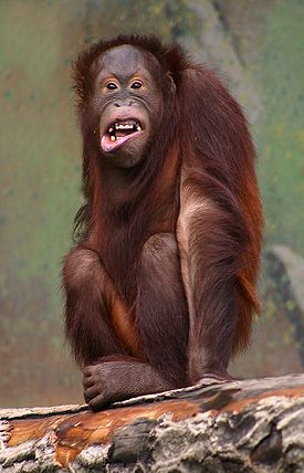 275px-Pongo_pygmaeus_(orangutang).jpg